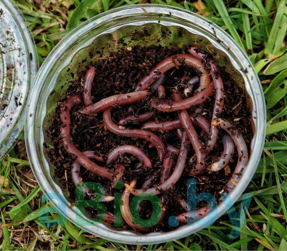 Как разводить червей для рыбалки в огороде + фото и видео