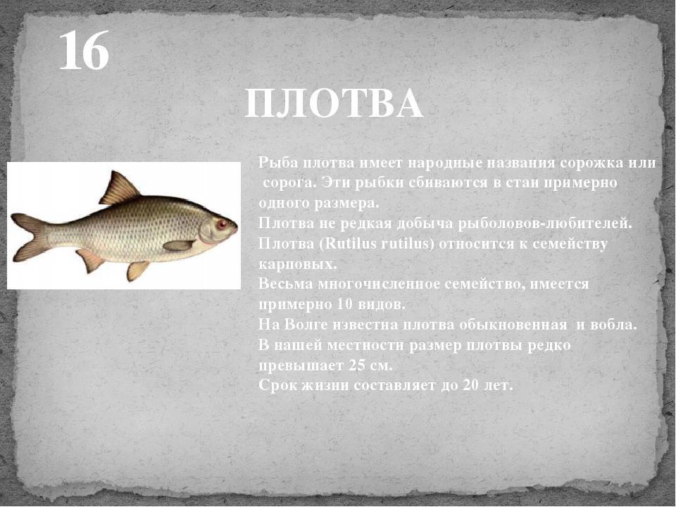 Плотва