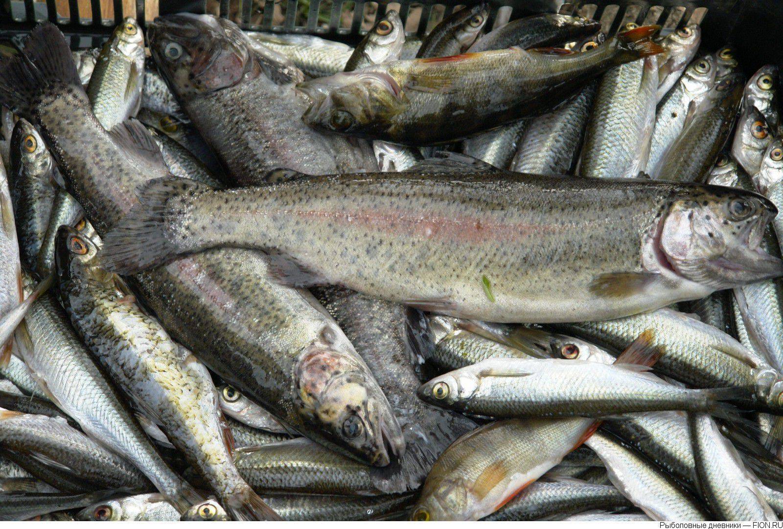 Рыбалка на озере вельё в валдае - «берендеево царство»