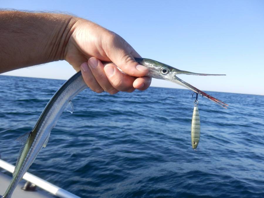Рыба игла и сарган отличие. саргана называют рыбой стрелой