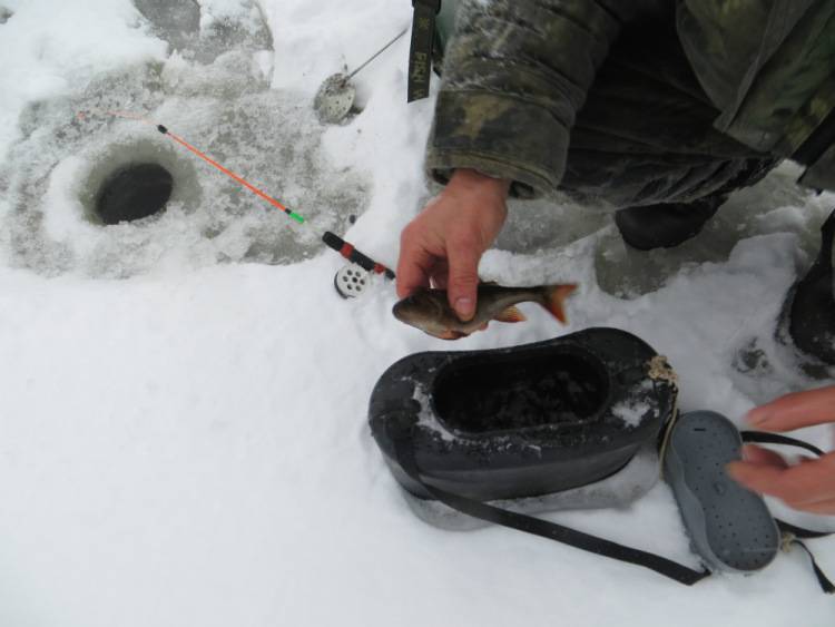 Секреты успешной зимней рыбалки на налима