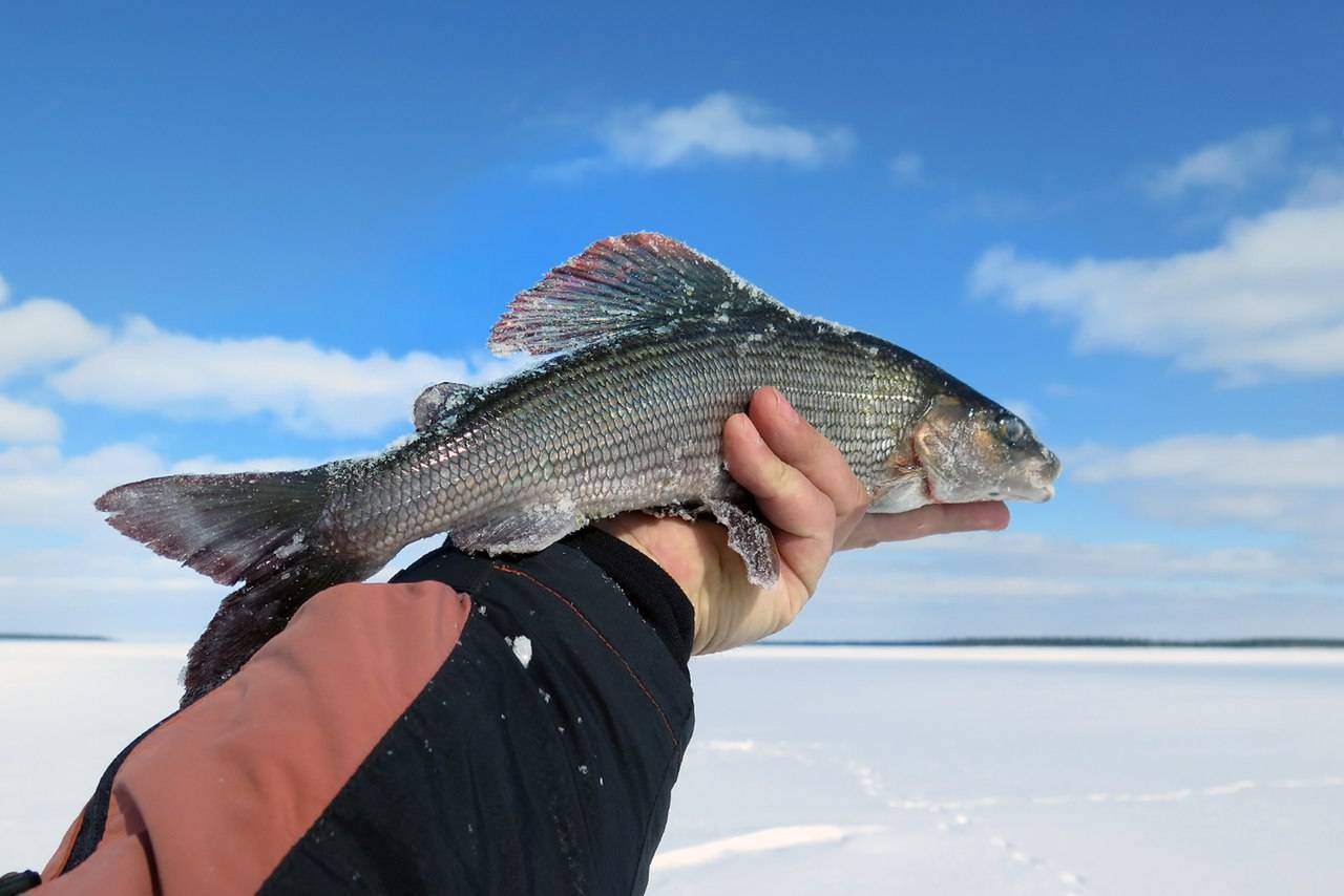Рыбалка на белом море - про рыбалку