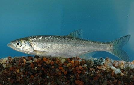 Шемая рыба: описание, чем питается, где водится, образ жизни