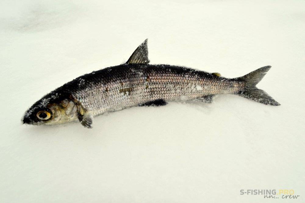 Рипус: описание рыбы с фото, обитание, питание, нерест, рыбалка и разведение