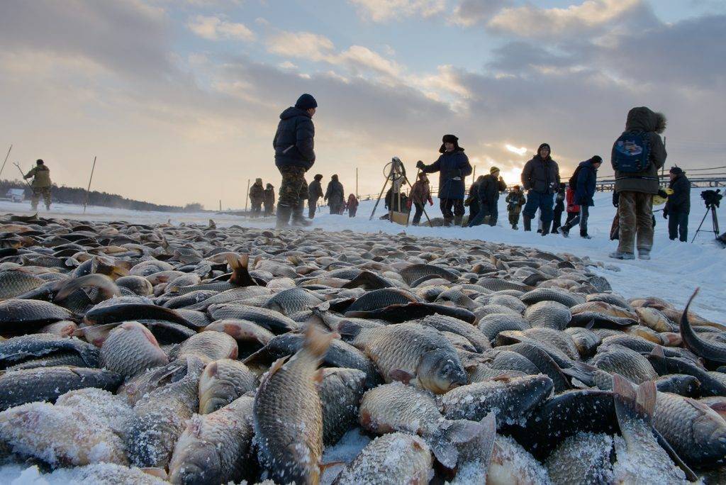 Платная рыбалка в сахалинской области: рыболовные туры, охотничьи базы и водоемы сахалина