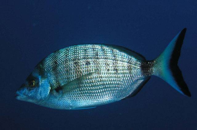 Рыба «Зубарь обыкновенный» фото и описание
