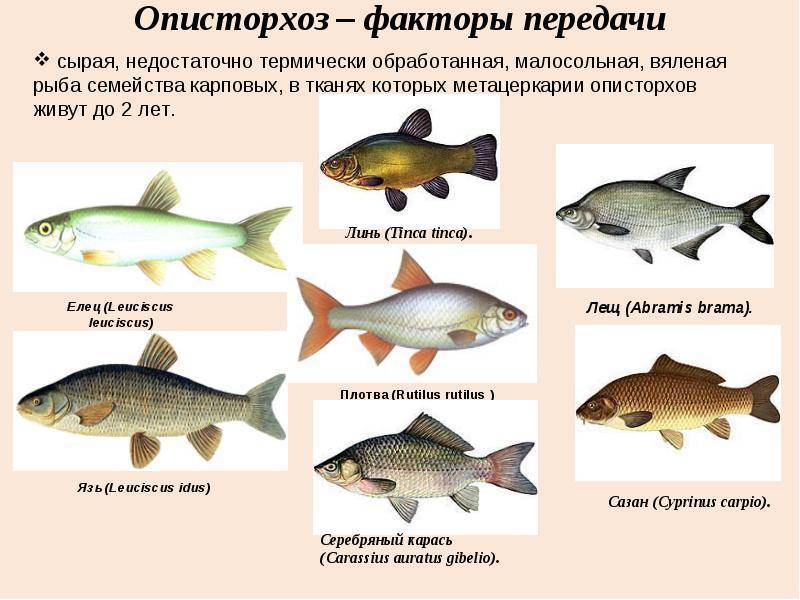 Аквариумные рыбки и их болезни