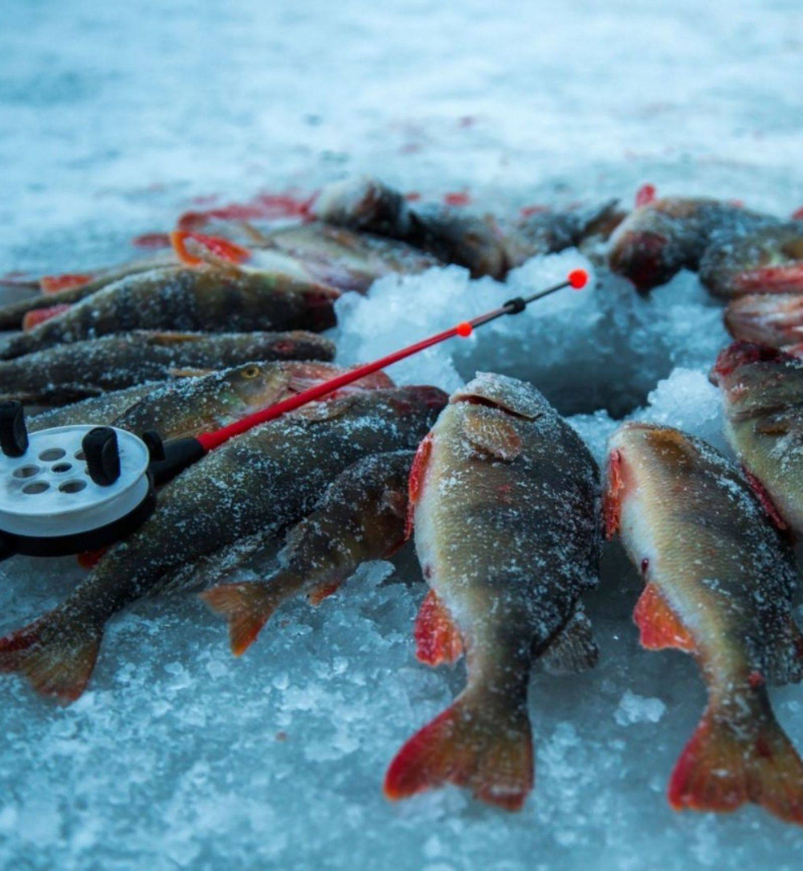 Блог сергея балашова. джиг на малой реке: моя любимая оснастка. 5 февраля 2019 г. рыболовный блог