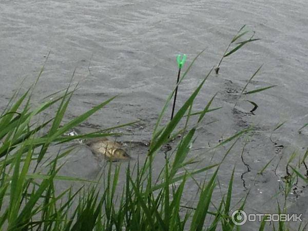Топ-5 мест для продуктивной рыбалки в ульяновской области  | главные новости ульяновска