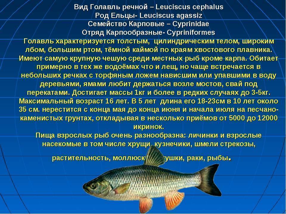 Рыба буффало - фото, описание, ловля