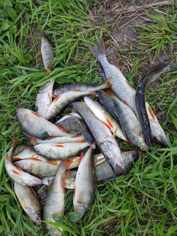 Рыбалка на реке хопёр