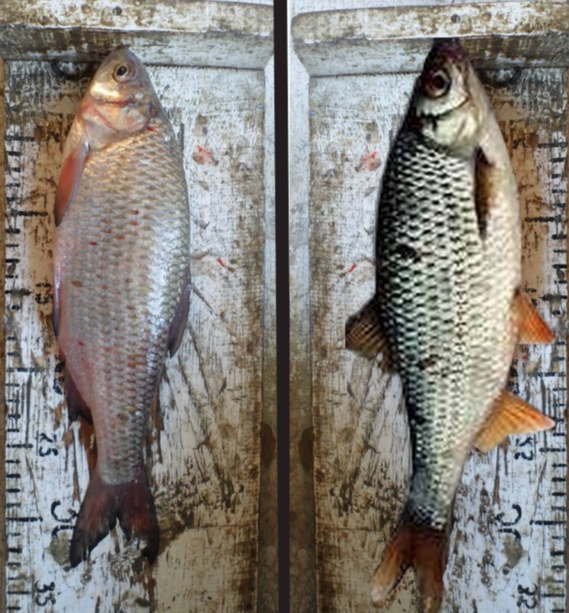 В чем разница между плотвой и красноперкой. тарань и вобла — разница между этими рыбами, в чем отличия с кулинарной точки зрения. чем отличается вобла от красноперки, плотвы и тарани