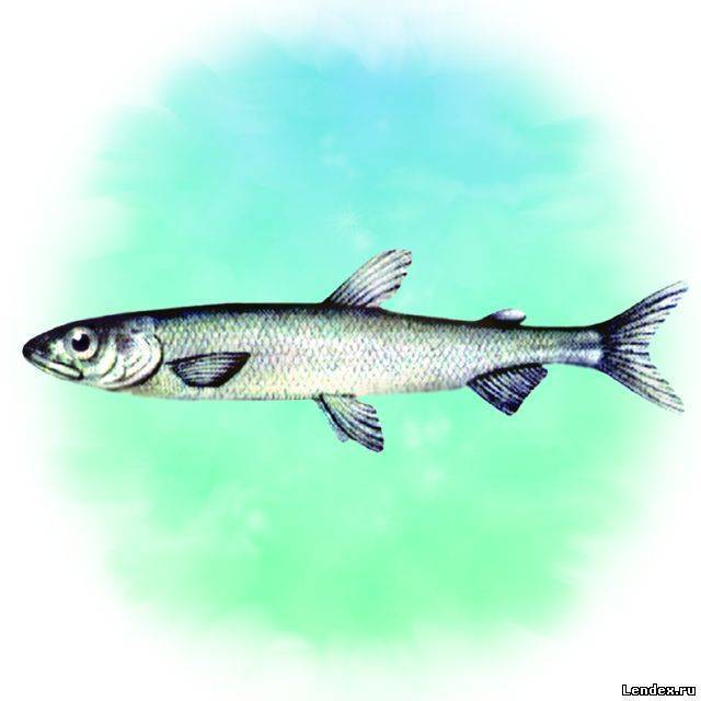 Как подсекать и вываживать рыбу – основные правила