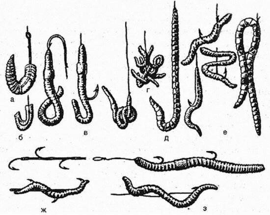 Ловля на червя: как насаживать на крючок и как подготовить на крупную рыбу