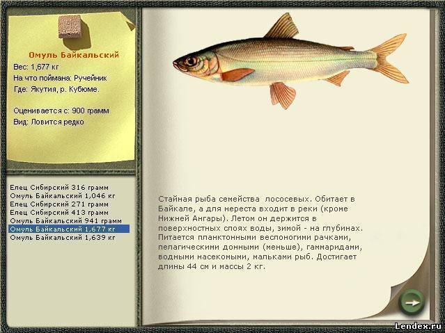 Как выглядит и где водится в россии рыба омуль
