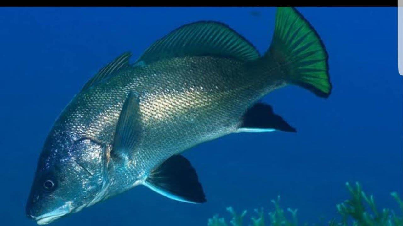 Умбра (черный горбыль): вылов рыбы, особенности выбора снастей и мест рыбалки (70 фото)