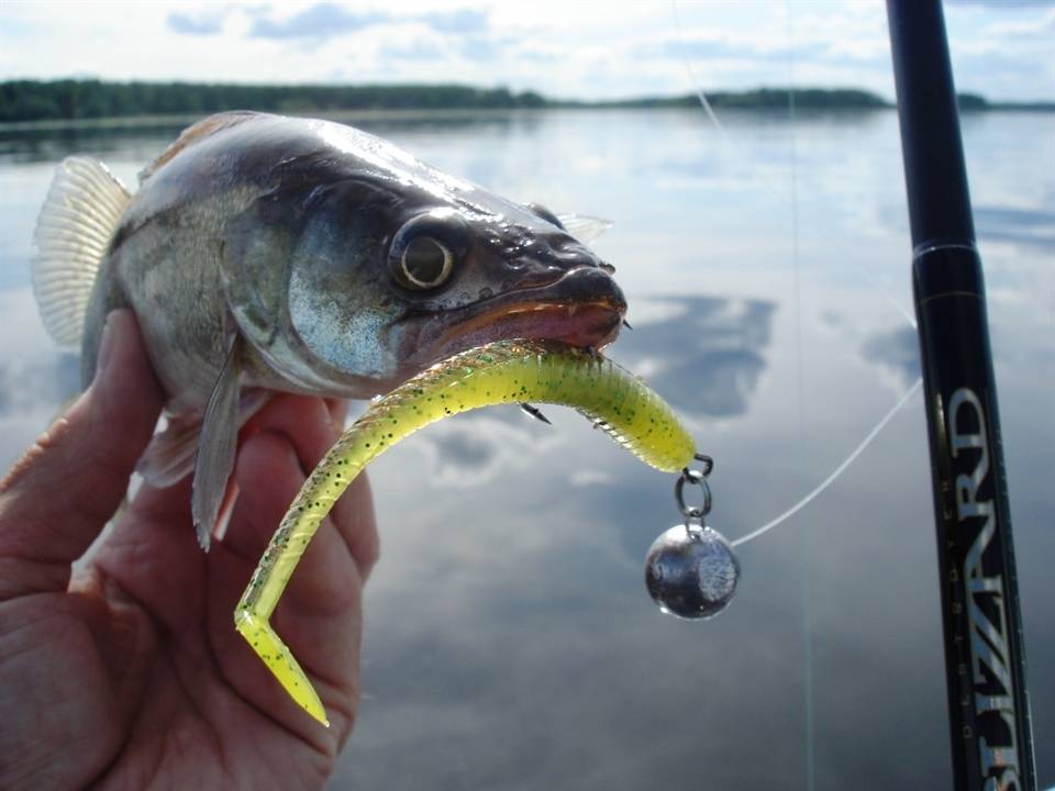 Рыбалка на щуку осенью на спиннинг
