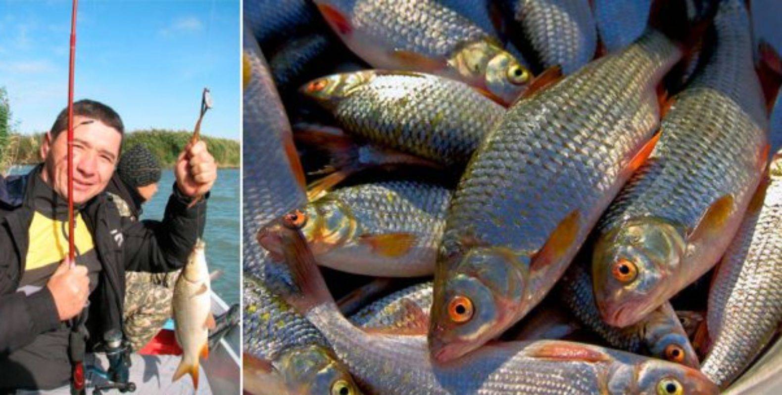 Сибирская плотва (чебак): описание рыбы, выбор снастей и наживки, особенности ловли