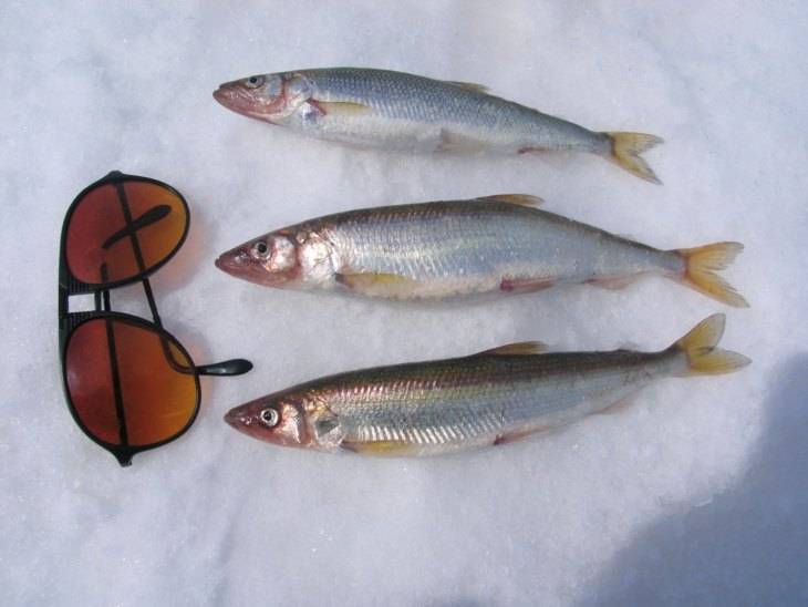 Корюшка - описание и фото рыбы, где водится, способы ловли снетка