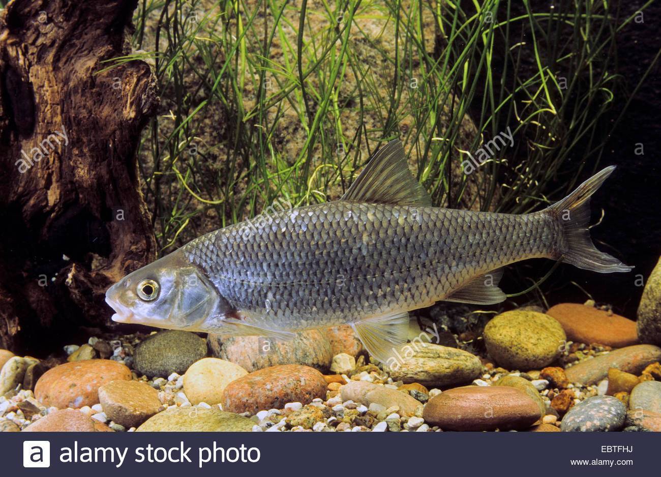 Елец: описание рыбы, где водится, на что ловить и как приготовить