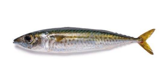 Рыба «Ставрида черноморская» фото и описание