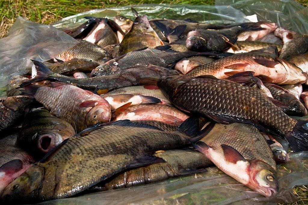 Сколько стоит любительская рыбалка