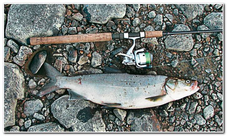 Ловля хищника и мирной рыбы на спиннинг: как поймать плотву, сигу, сазана, уклейку