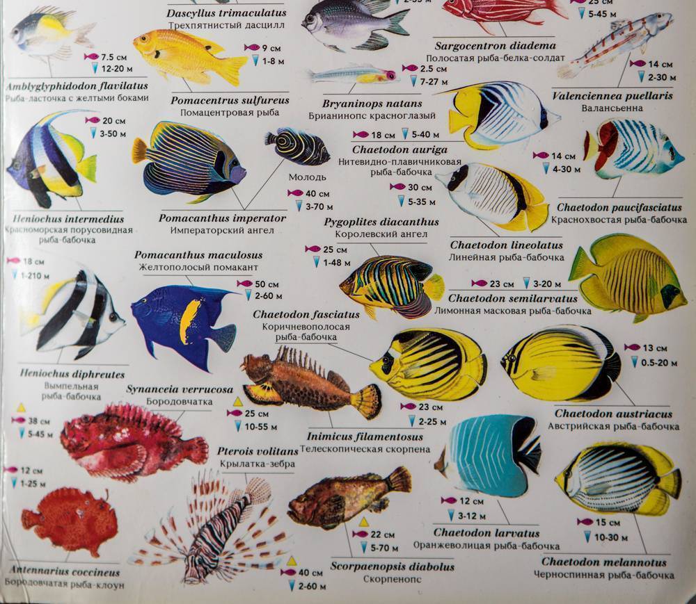 10 самых красивых рыб на планете – список, названия, фото и видео