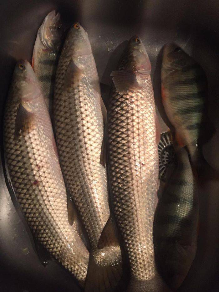 Рыба пеленгас: фото и описание, оснастки для ловли, прикормки своими руками, на что клюет