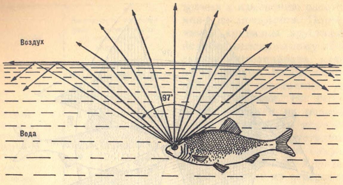 Органы чувств рыб. строение органов зрения, слуха, боковой линии