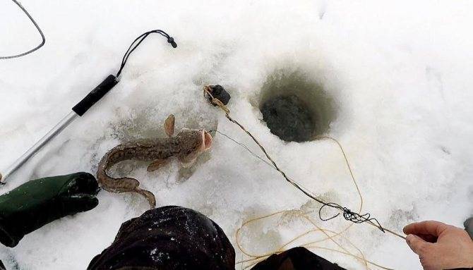Способы ловли налима зимой и подготовка снастей
способы ловли налима зимой и подготовка снастей