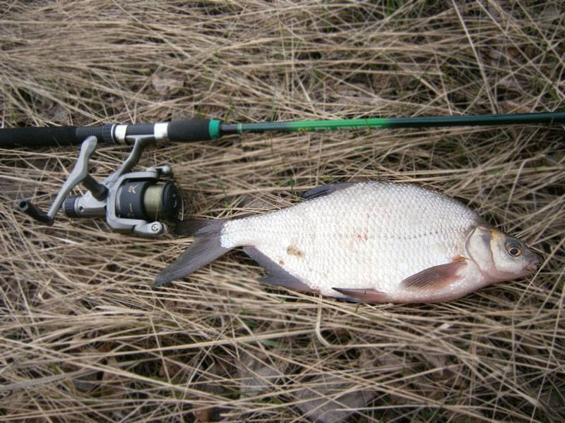 Ловим рыбу густеру: фото и описание, особенности ловли и снасти