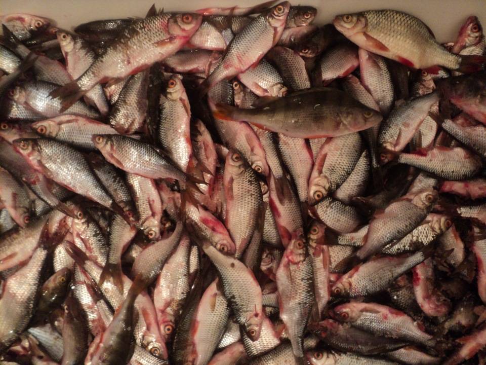 Читать книгу особенности ловли рыб семейства окуневых алексея филипьечева : онлайн чтение - страница 5