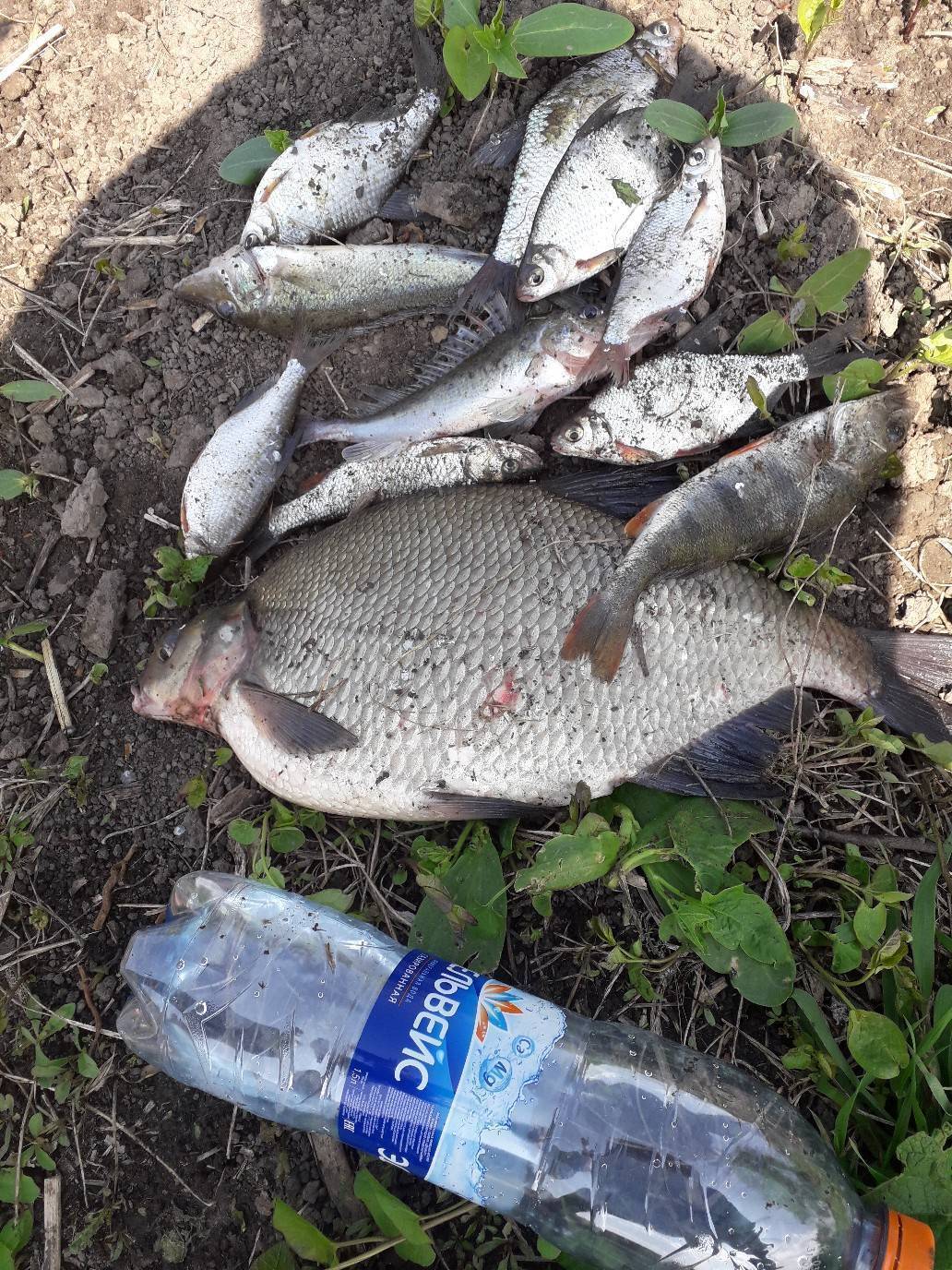 Рыбалка на бесплатных прудах в воронежской области – суперулов – интернет-портал о рыбалке
