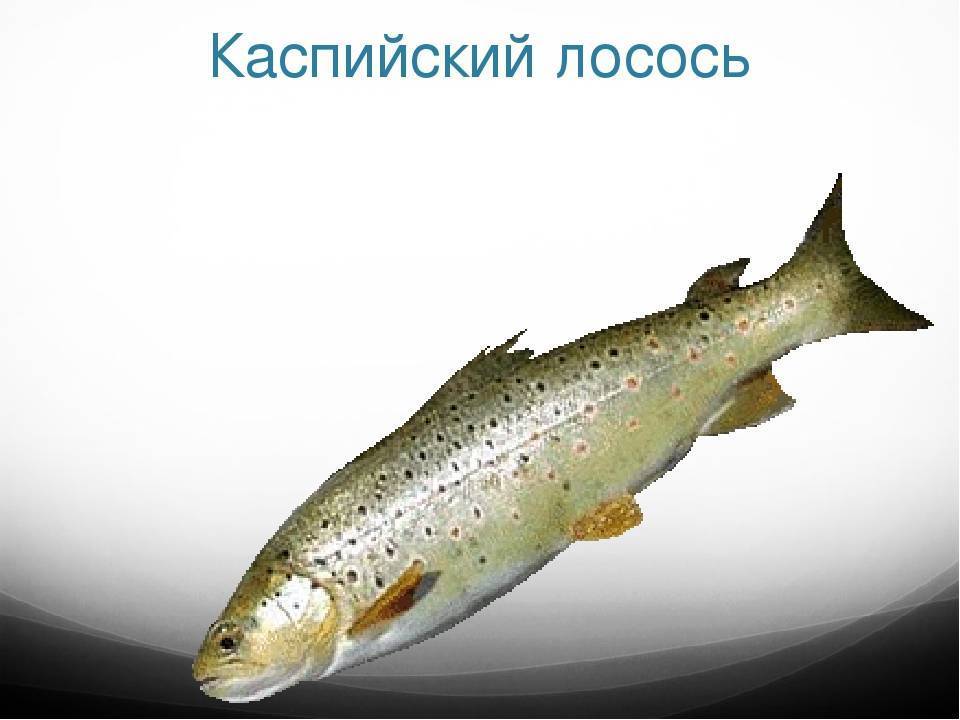 Лососевые рыбы — фото и названия