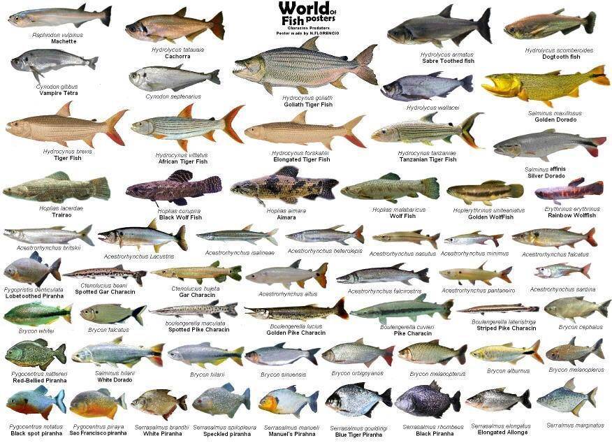 Белая рыба: список названий видов и их подробное описание