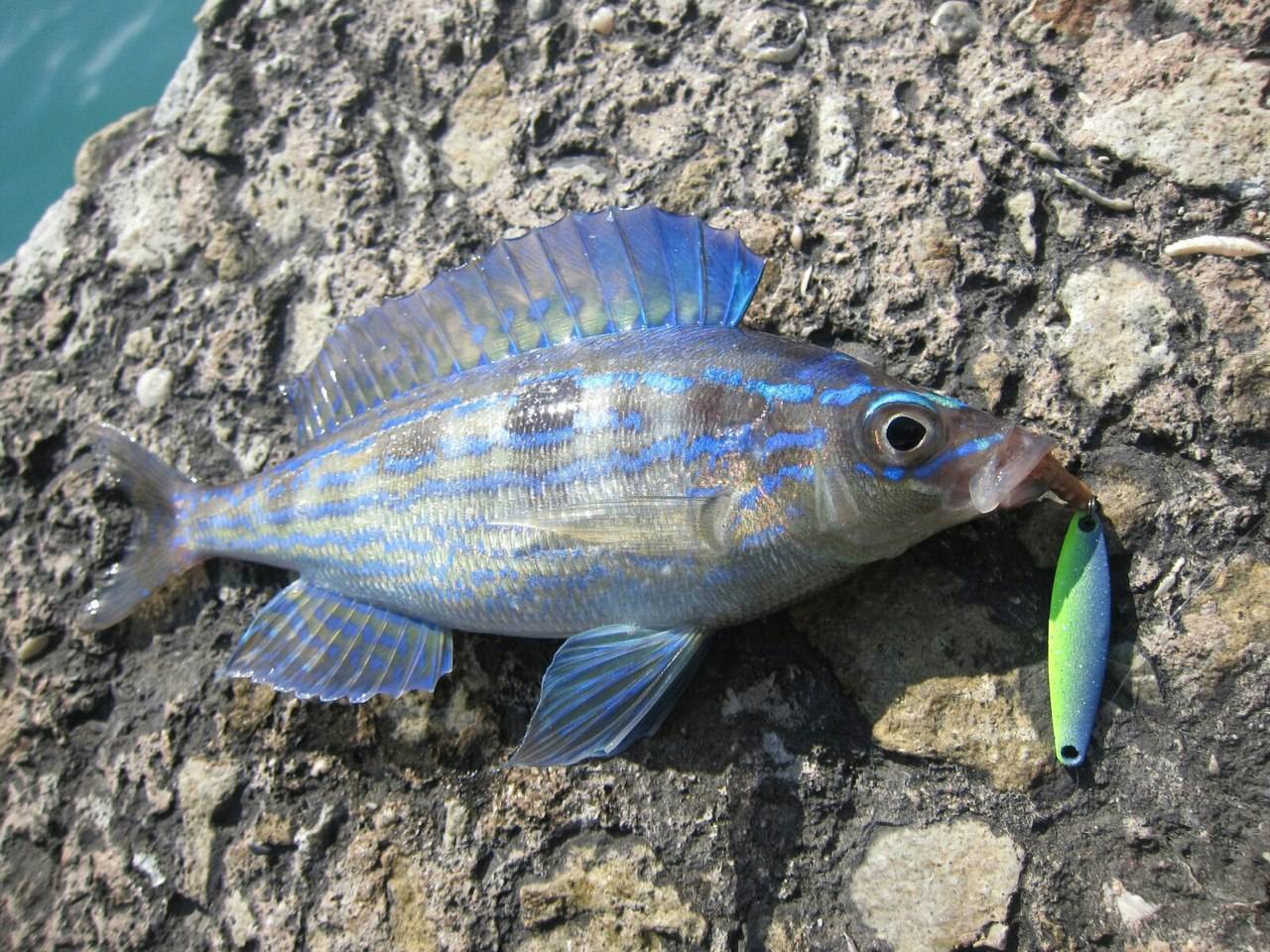 Ставрида - 95 фото небольшой рыбки промыслового значения