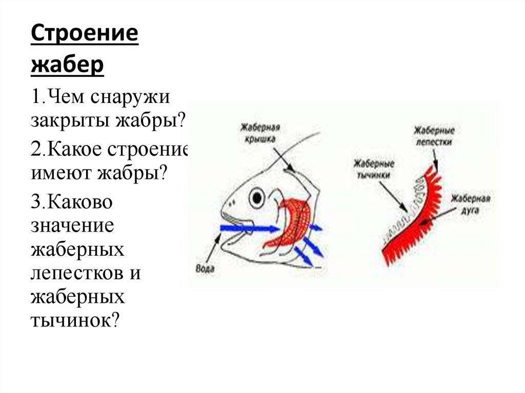 Жабры рыбы - fish gill - qaz.wiki