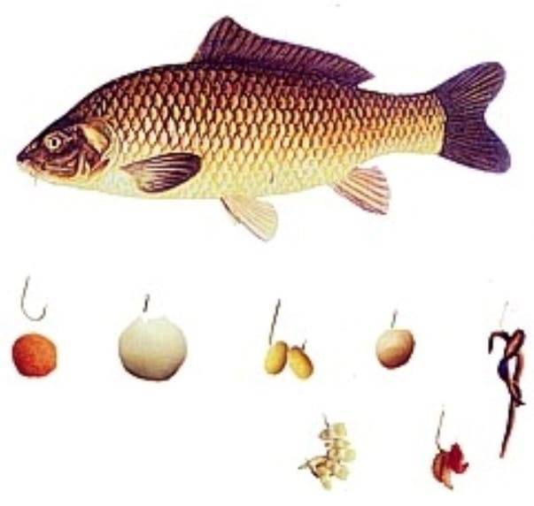 Снасти для ловли карася — перечень необходимых вещей на карасевой рыбалке