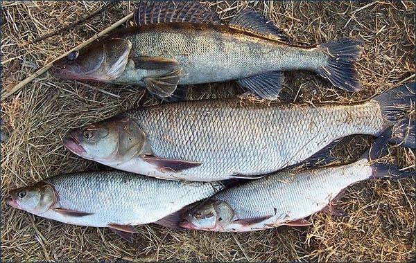Рыбалка в беларуси: лучшие места, особенности ловли рыбы