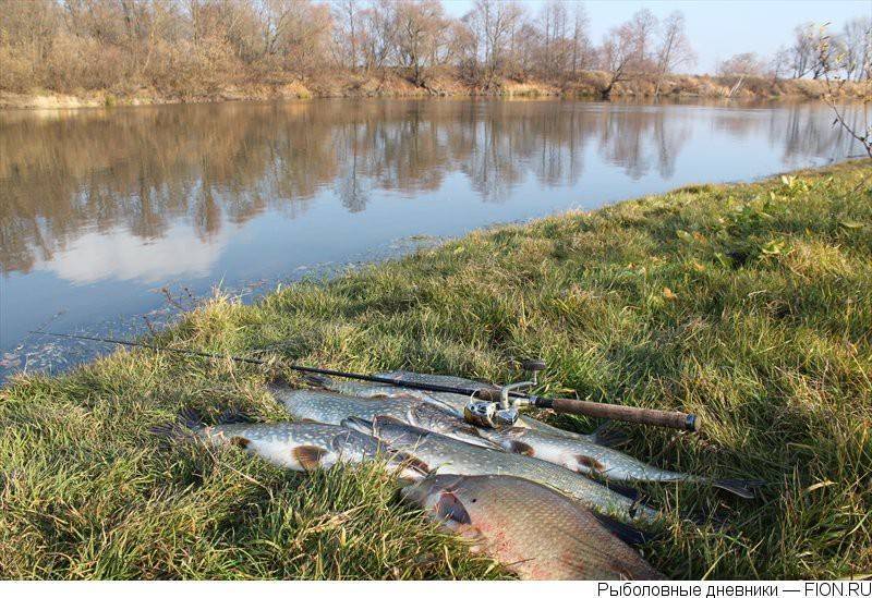 Рыбалка в брянске и брянской области: в клинцовском районе и на десне, в локне и сычевке, на кубовом и в других местах