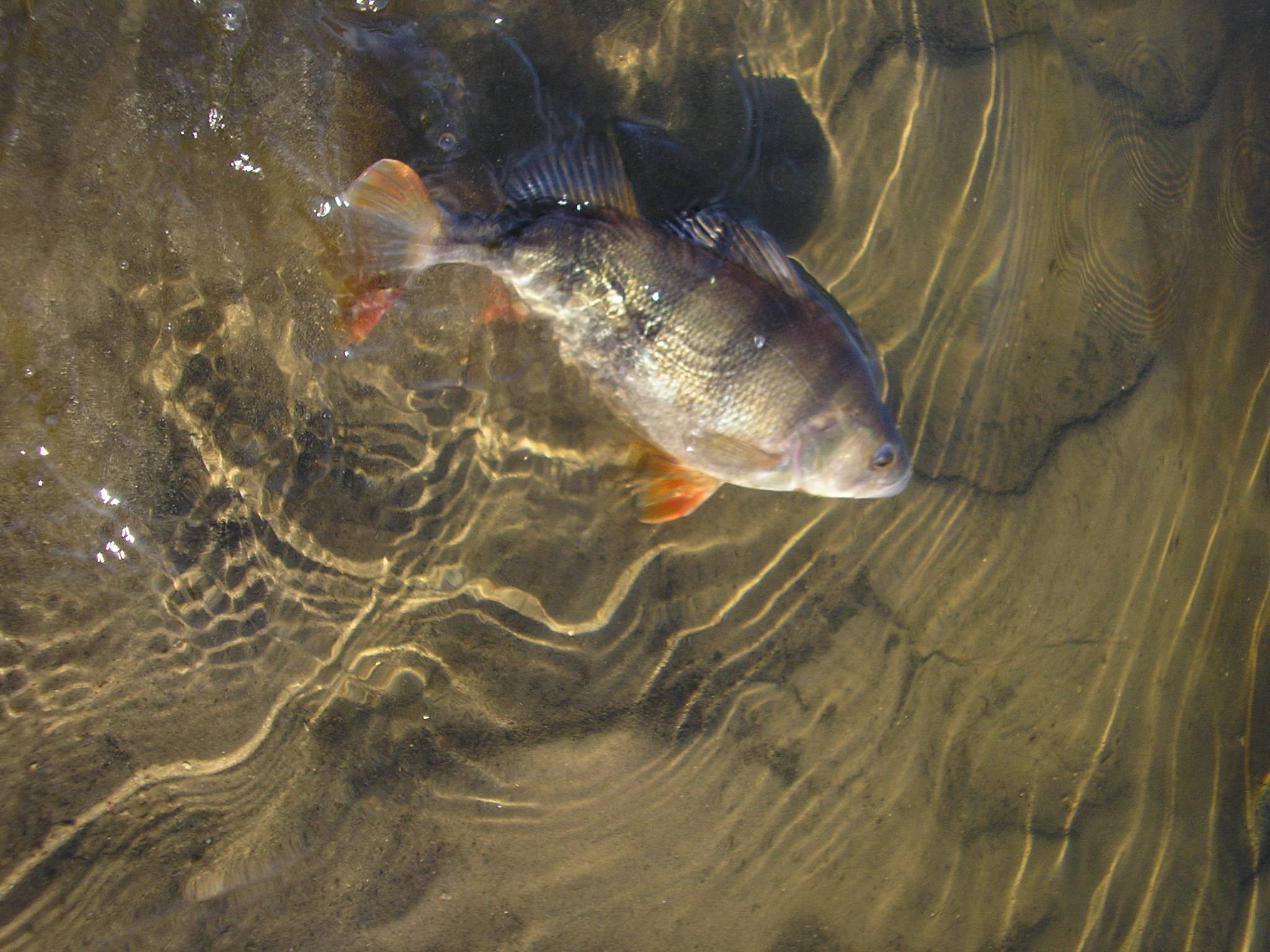 Рыбалка с парома, река сухая
