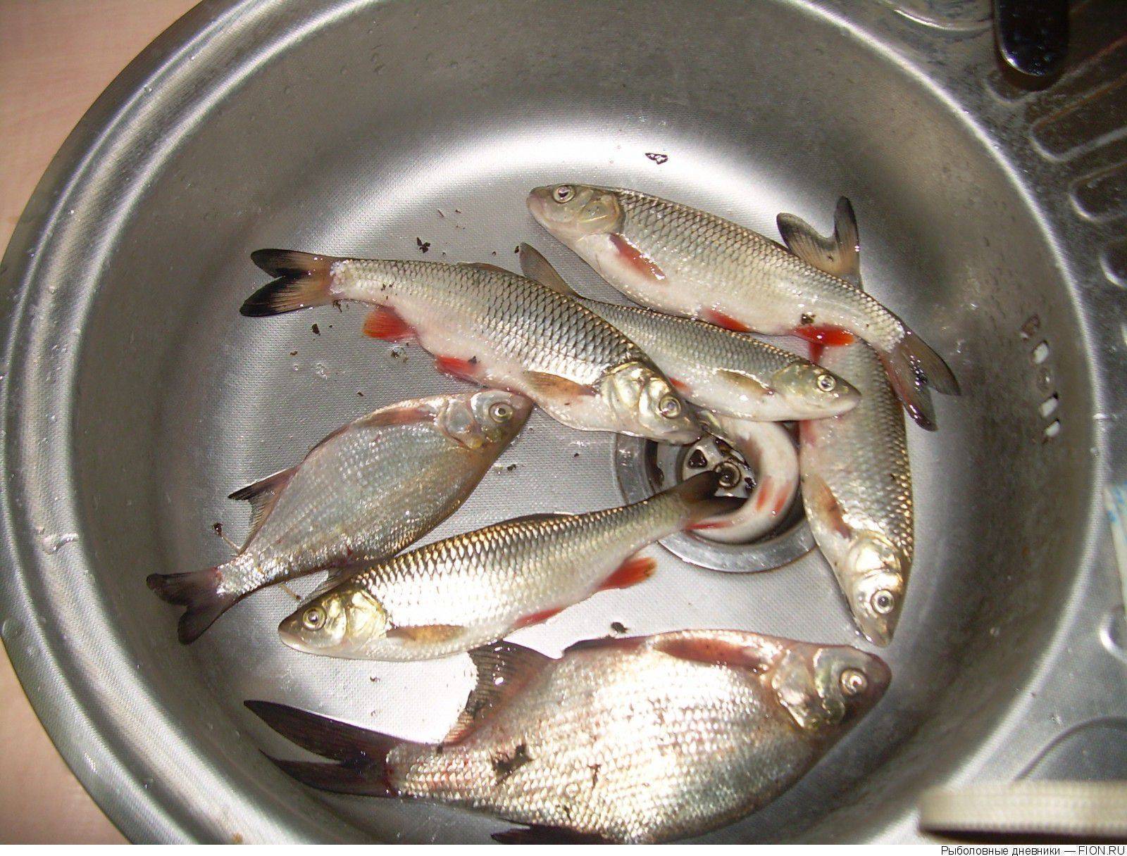 Рыбалка в подольске и подольском районе, как ловить на местных озерах и реках