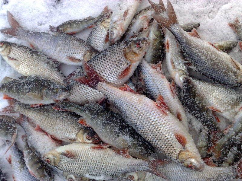 Река мста новгородской области: карта рыбных мест, особенности рыбалки, какая рыба водится