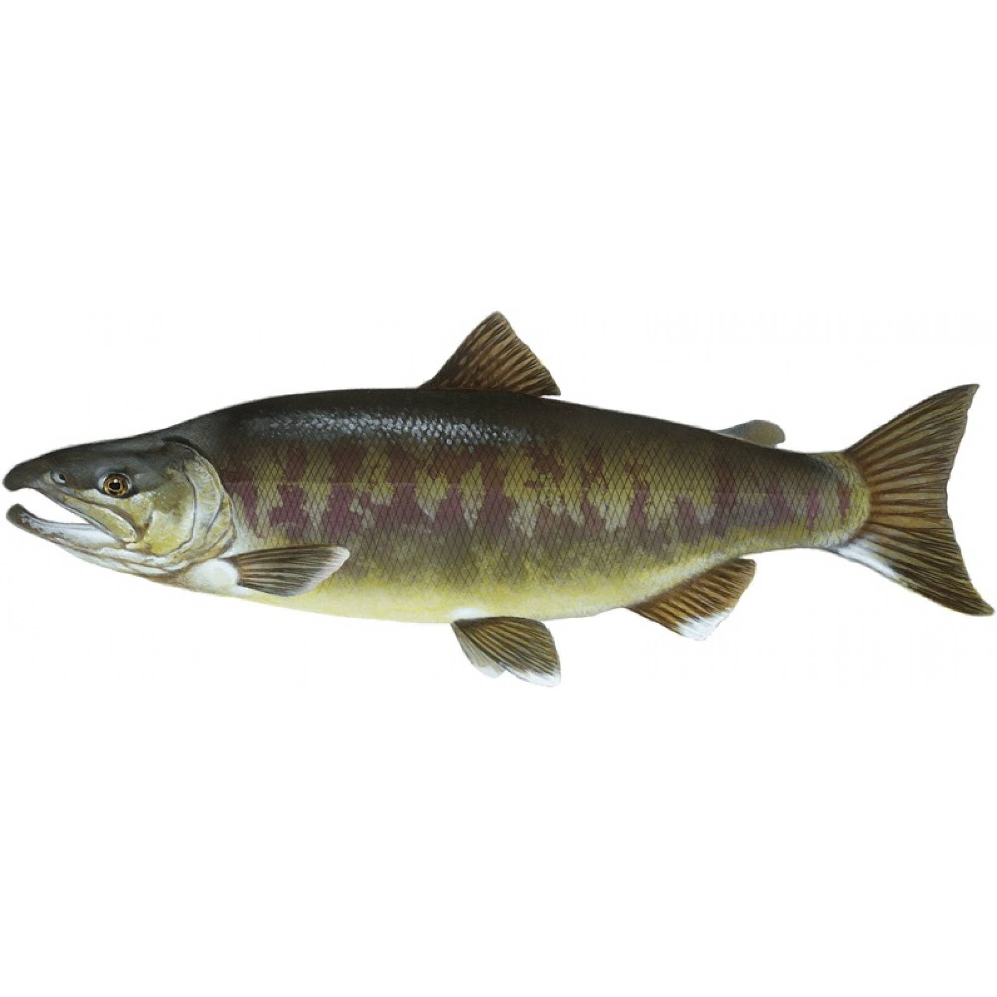 Красная рыба кета - описание и фото, поведение и места обитания, икра и нерест