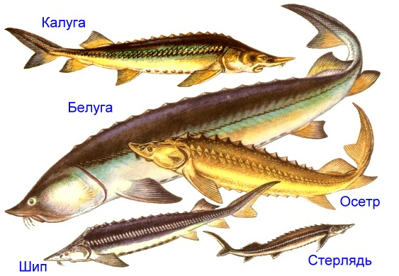 Рыба Калуга Фото
