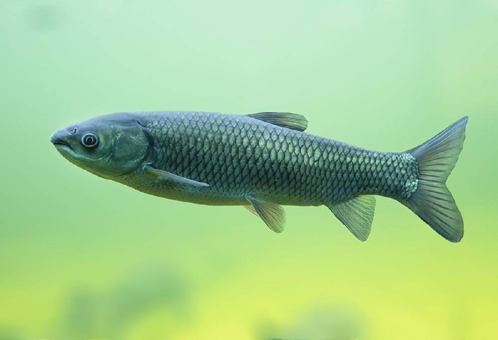 Белый амур — описание рыбы и способы ее лова