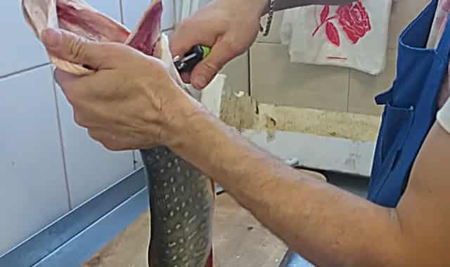 Как снять шкуру со щуки и разделать рыбу