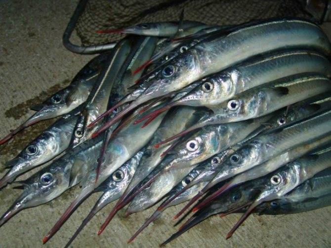 Ловля саргана в черном море: морская рыбалка со вкусом