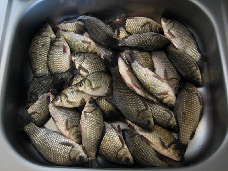Читать книгу особенности ловли рыб семейства окуневых алексея филипьечева : онлайн чтение - страница 5